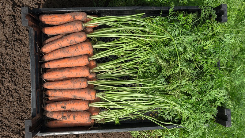 Qual é o rendimento da cenoura a partir de 1 hectare, de que depende e como aumentá-lo