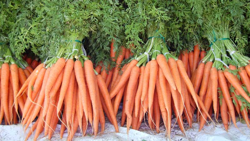 What is the yield of carrots from 1 hectare, what does it depend on and how to increase it