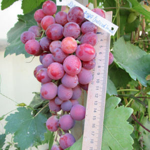 Red rose grape hybrid - mga tampok ng pangangalaga at paglilinang