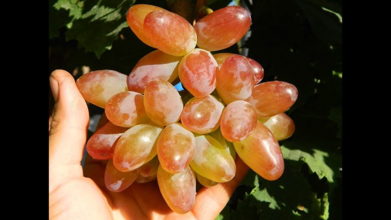 Híbrido de uva rosa vermelha - características de cuidado e cultivo