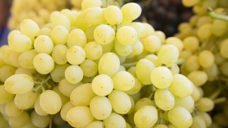 Laura grape variety, included in the top of the most fruitful and delicious