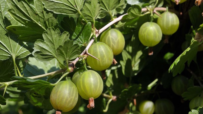 Ang mga varieties ng gooseberry para sa rehiyon ng Moscow, lumalaban sa pulbos na amag
