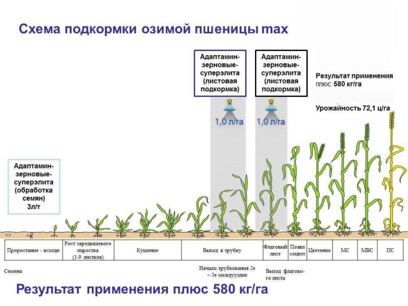 What is the effect of nitrate on wheat and how is it used for fertilization