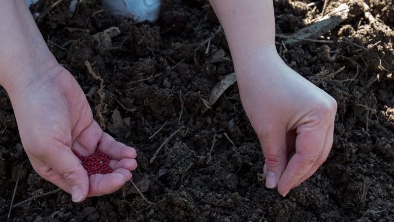 Pěstování mrkve na Sibiři: nejlepší odrůdy pro otevřenou půdu