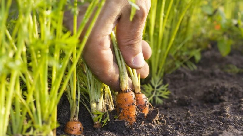 Was tun, wenn Karotten im Garten platzen und knacken und warum dies passiert?