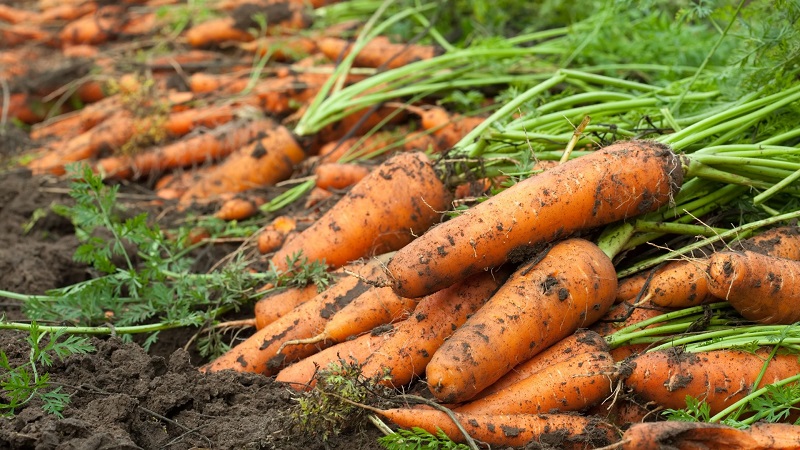 O que fazer se as cenouras estourarem e racharem no jardim e por que isso acontece