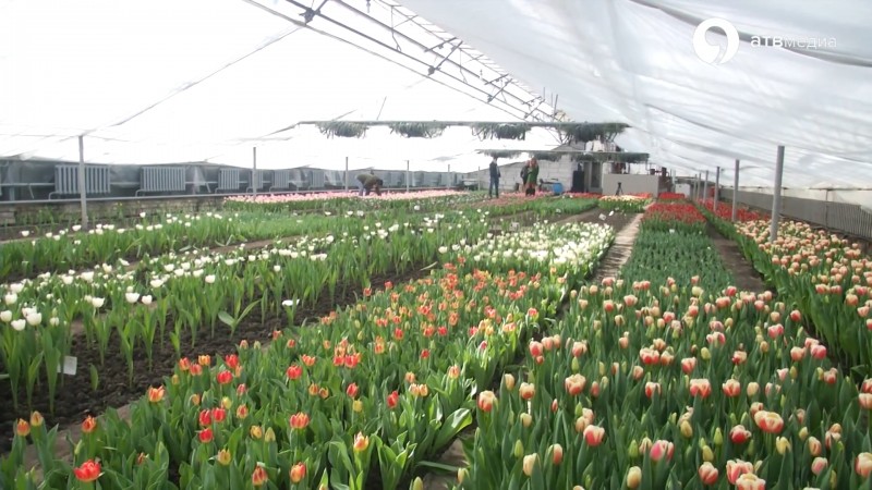 Como cultivar tulipas até 8 de março