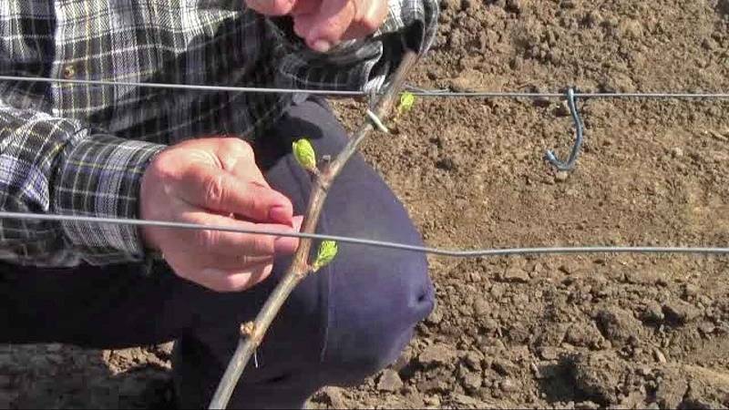 Growing grapes for beginners