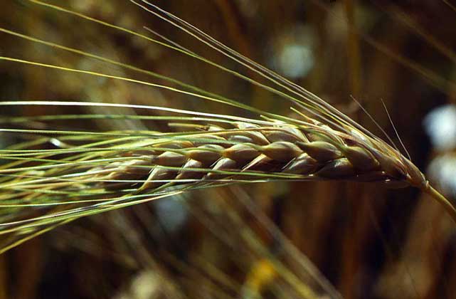 Characteristics of barley varieties: Worthy, Duncan, Harlem and others