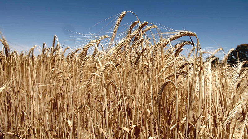 Mga katangian ng mga varieties ng barley: Karapat-dapat, Duncan, Harlem at iba pa