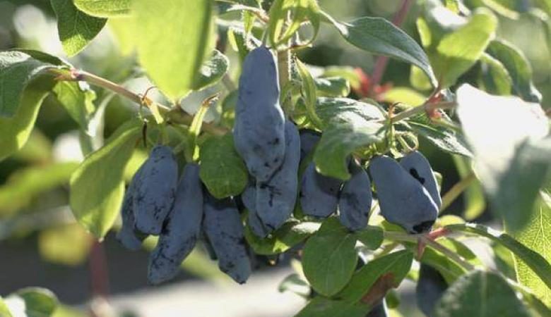 As melhores variedades de madressilva comestível para a Bielo-Rússia