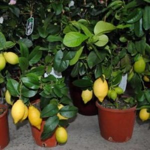Instructies voor de verzorging van Pavlovsk-citroen thuis