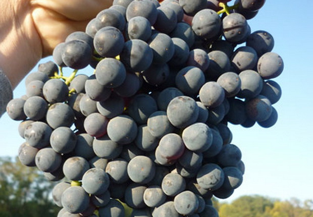 ما هي أصناف العنب الأصلية وأكثرها شعبية