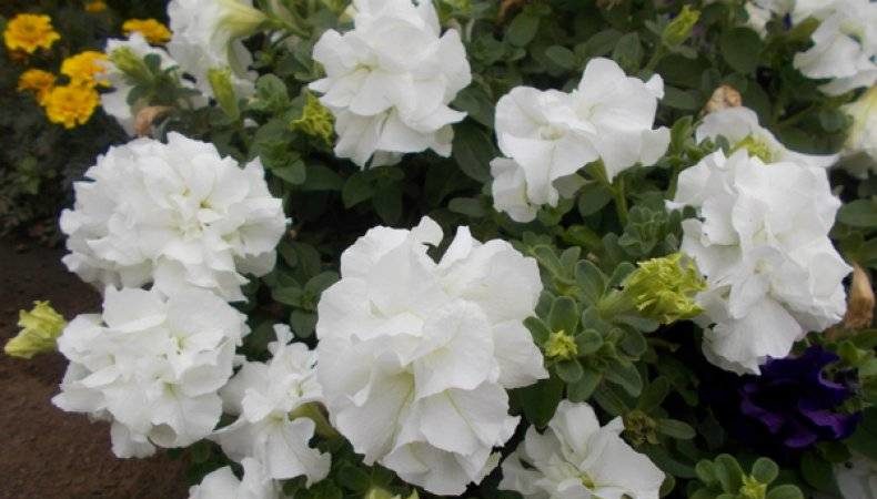 Description of varieties and features of growing terry petunia