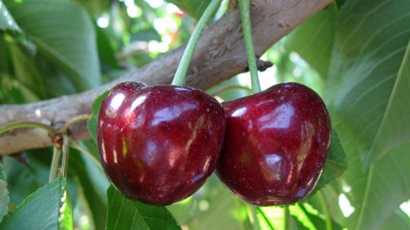 Pourquoi la variété Bovine Heart Cherry est bonne et pourquoi vous devriez essayer de la cultiver