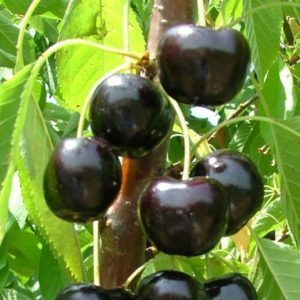 Pourquoi la variété Bovine Heart Cherry est bonne et pourquoi vous devriez essayer de la cultiver