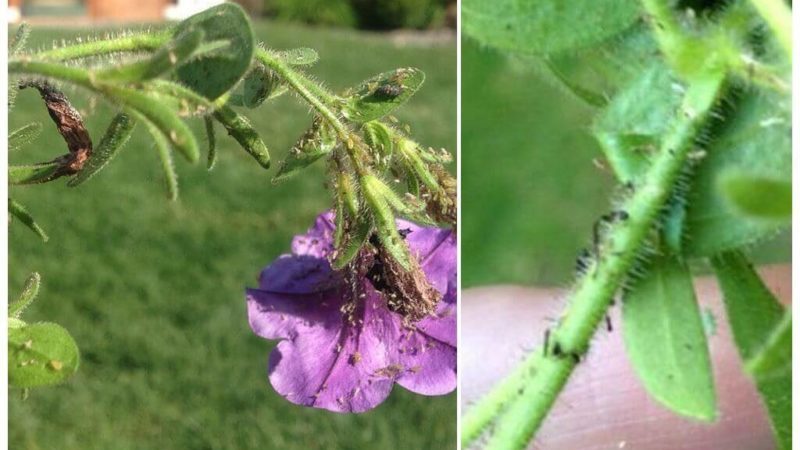 Why is aphid on petunia dangerous and how to effectively deal with it