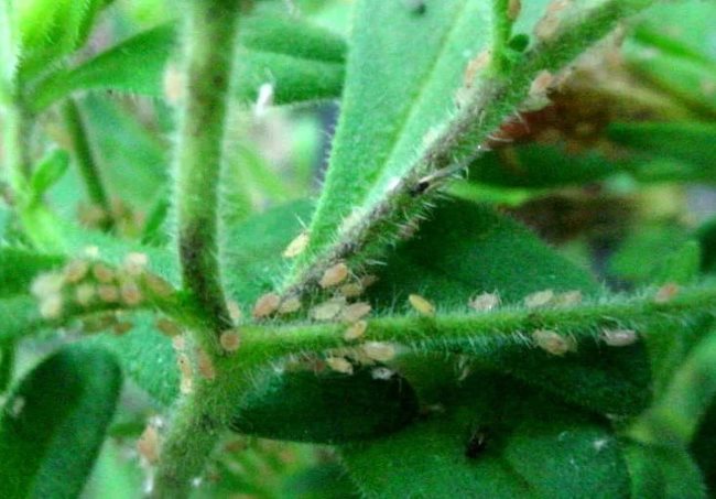 Why is aphid on petunia dangerous and how to effectively deal with it