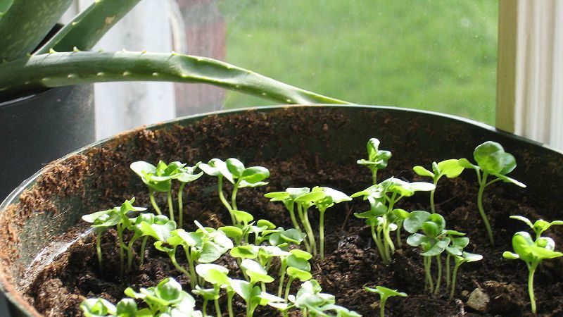 Reasons why basil grows poorly and what to do about it