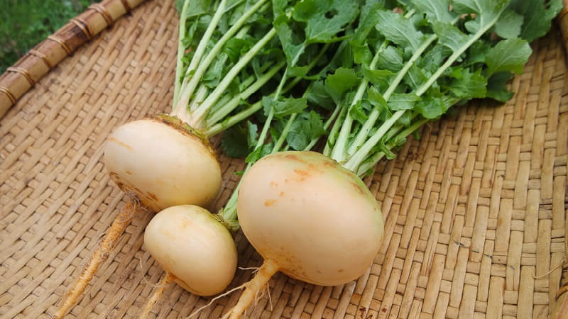 What is turnip, what it looks like in the photo, how to cook it and eat it