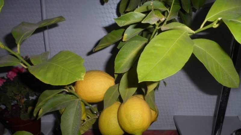 Hoe een citroen te planten - stap voor stap instructies