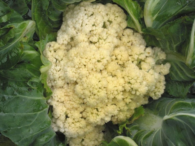 If cauliflower has bloomed, what to do with it and can you eat it