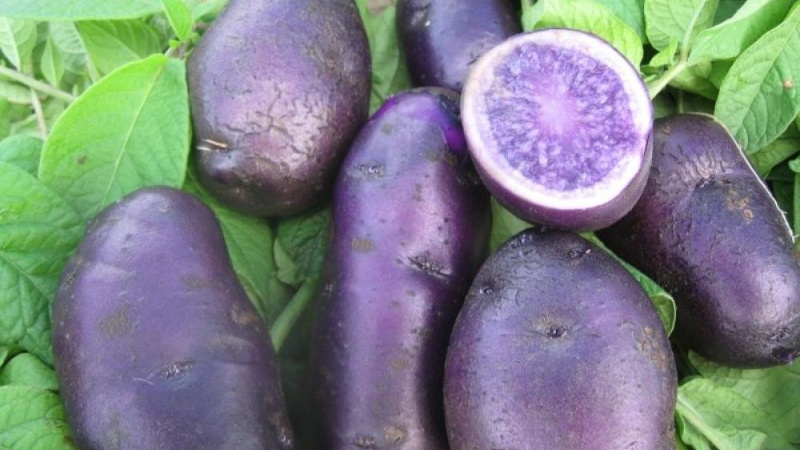 Propietats útils, característiques de cultiu i descripció de la varietat de patata morada