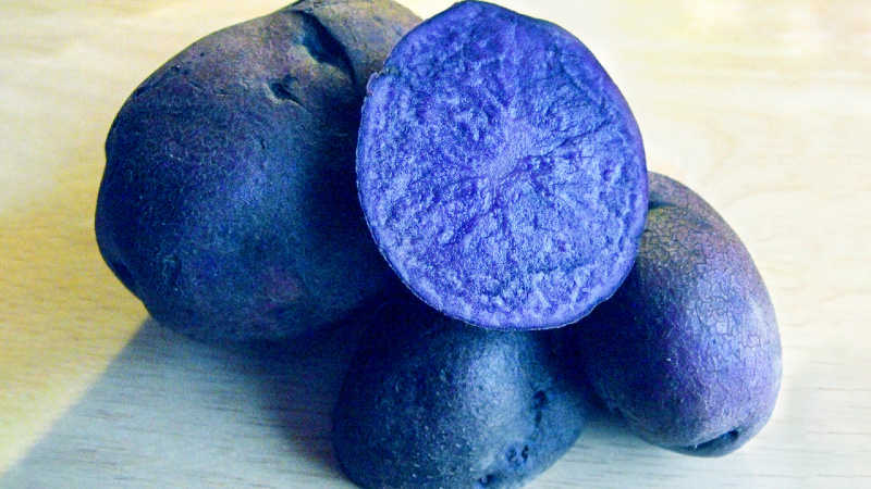 Proprietà utili, caratteristiche di coltivazione e descrizione della varietà di patate viola