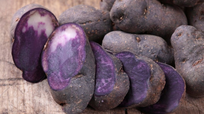 Nuttige eigenschappen, teeltkenmerken en beschrijving van het paarse aardappelras