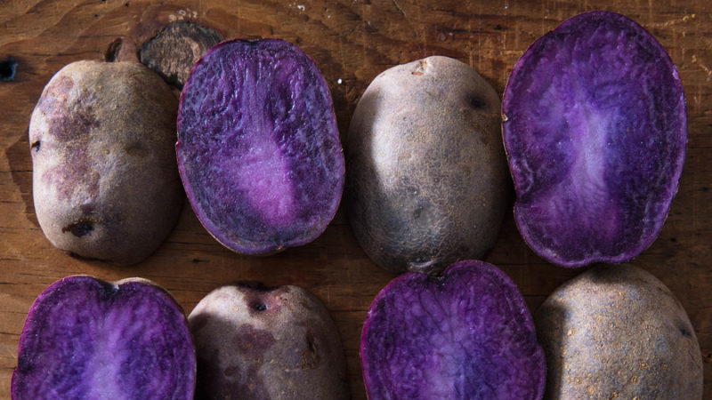 Χρήσιμες ιδιότητες, χαρακτηριστικά καλλιέργειας και περιγραφή της ποικιλίας μοβ πατάτας