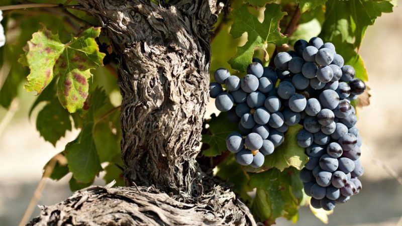Variedade de uva de alto rendimento, amante do calor, Garnacha (Grenache)