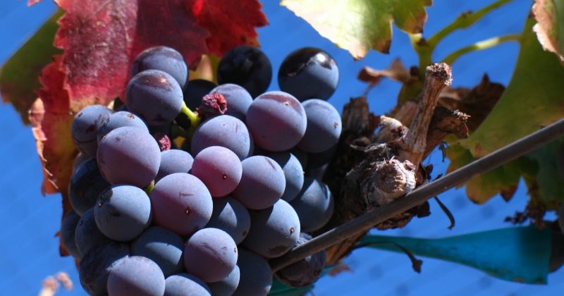Šilumą mylinčios derlingos vynuogių veislės Garnacha (Grenache)
