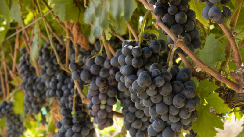 Warmteminnende, hoogproductieve druivensoort Garnacha (Grenache)