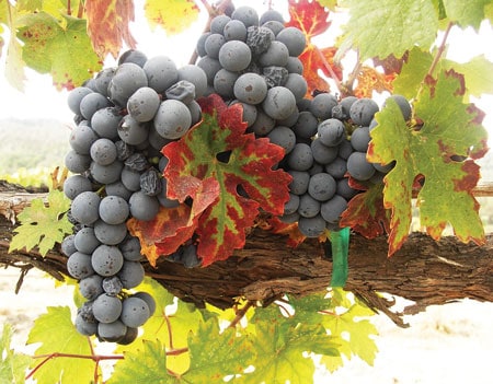 Red grape hybrid Pinotage