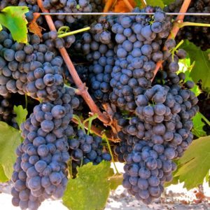 Червен гроздов хибрид Pinotage