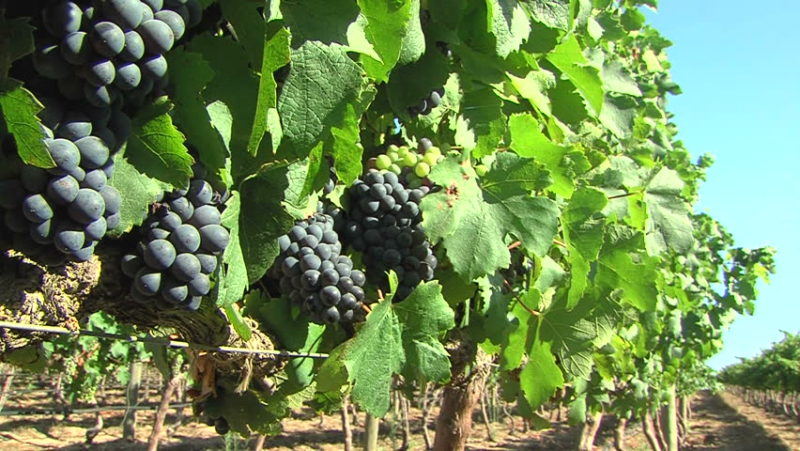 Red grape hybrid Pinotage