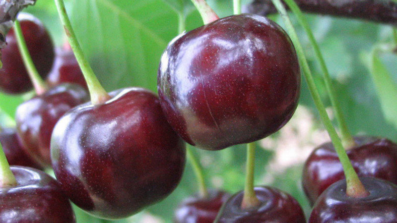 Vyšnių-vyšnių hibridinė vyšnia „Miracle“