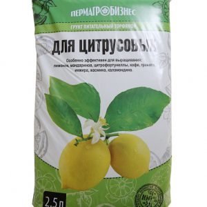 Wie man eine Zitrone pflanzt - Schritt für Schritt Anleitung