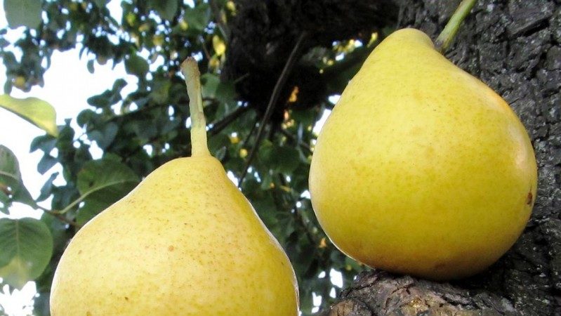 Les meilleures variétés de poires d'été: description et caractéristiques