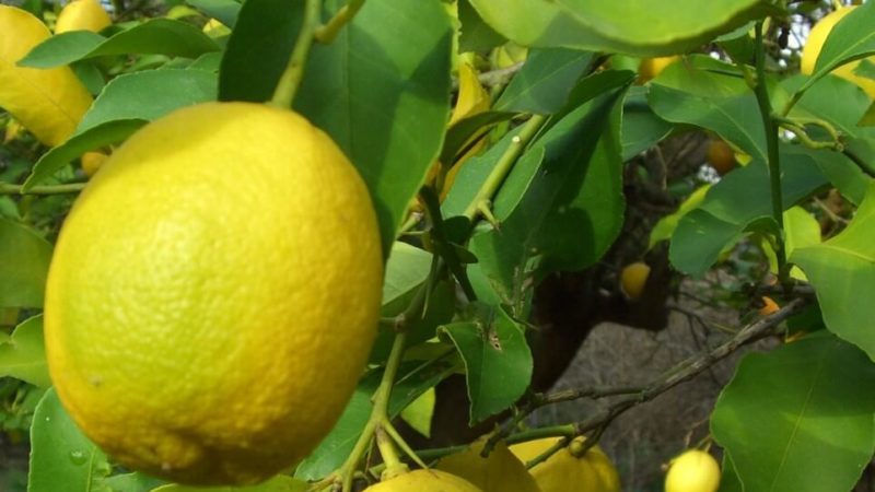 Instructies voor de verzorging van Pavlovsk-citroen thuis