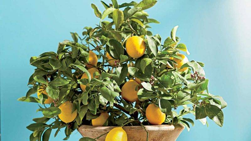 Comment transplanter correctement le citron à la maison