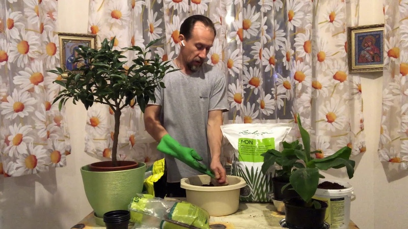 Comment transplanter correctement le citron à la maison