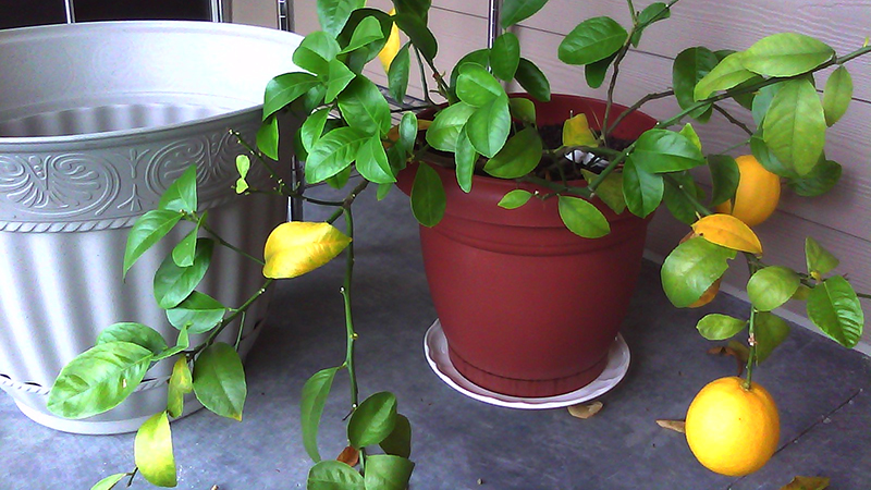 Hoe citroen thuis op de juiste manier te transplanteren