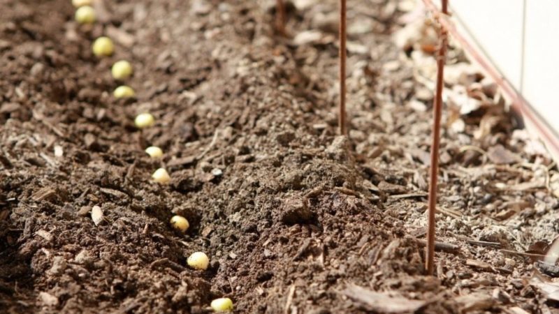 Comment faire pousser des haricots à l'extérieur