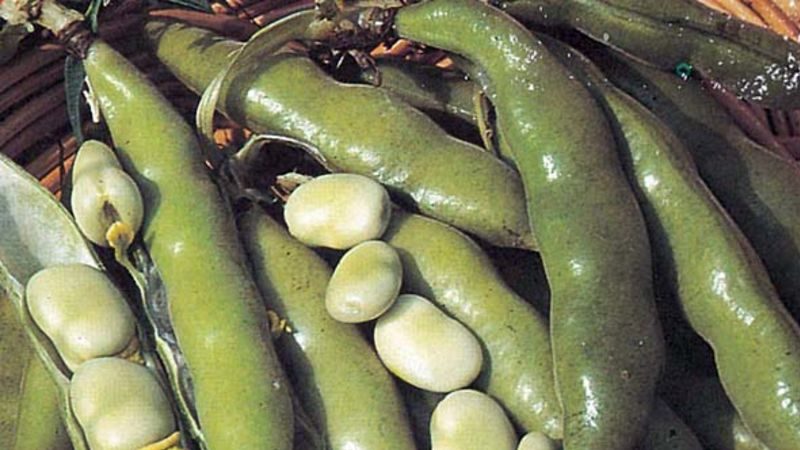 How to grow beans outdoors