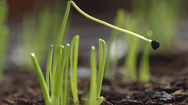 How to grow Nigella onions from seeds