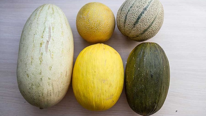 Quels sont les types et variétés de melons