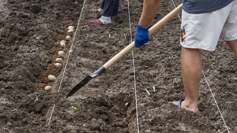 What distance to do between rows when planting potatoes
