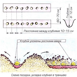 What distance to do between rows when planting potatoes