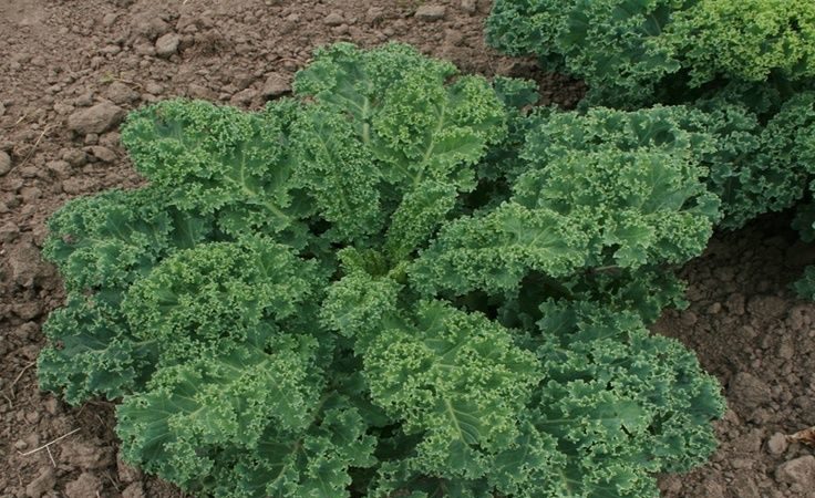 Zelí Kale - jaký druh rostlin je a jak to vypadá